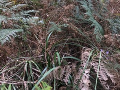 Dianella longifolia longifolia