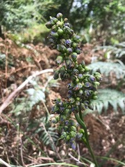 Dianella longifolia longifolia