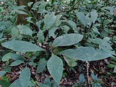 Strobilanthes barbatus