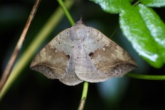 Blasticorhinus