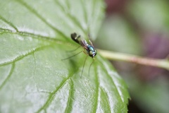Condylostylus nebulosus
