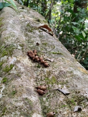 Acronychia pedunculata