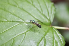 Condylostylus nebulosus