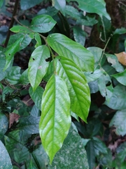 Orophea erythrocarpa