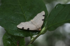 Achrosis paupera