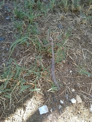 Archimantis quinquelobata