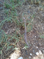 Archimantis quinquelobata