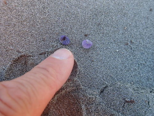 photo of Dwarf Violet Snail (Janthina exigua)