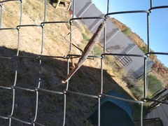 Archimantis quinquelobata