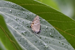 Neozephyrus japonicus