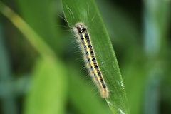 Euthrix albomaculata