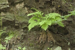 Athyrium yokoscense