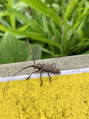 Acalolepta fraudatrix