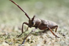 Acalolepta fraudatrix