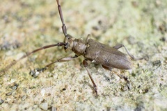 Acalolepta fraudatrix