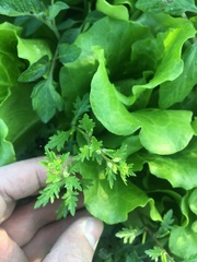 Rorippa cantoniensis