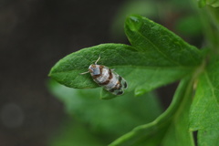 Reptalus quadricinctus
