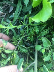 Rorippa cantoniensis