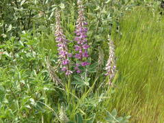 Lupinus cervinus
