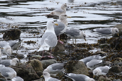 Larus glaucescens × hyperboreus