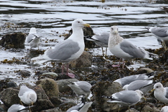 Larus glaucescens × hyperboreus