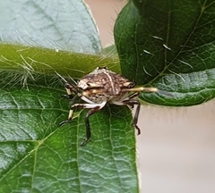 Oncocoris geniculatus