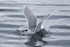 Larus glaucescens × hyperboreus