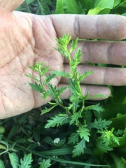 Rorippa cantoniensis