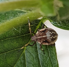 Oncocoris geniculatus