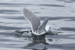 Larus glaucescens × hyperboreus