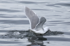 Larus glaucescens × hyperboreus