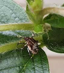 Oncocoris geniculatus