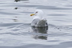 Larus glaucescens × hyperboreus