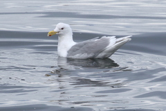 Larus glaucescens × hyperboreus