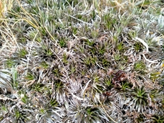 Celmisia laricifolia