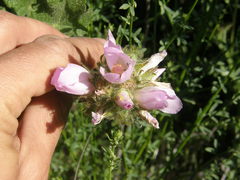 Malacothamnus lucianus