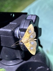 Nosophora semitritalis