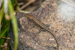 Concinnia brachysoma