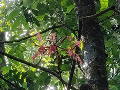 Bauhinia phoenicea