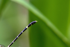 Austrogomphus prasinus