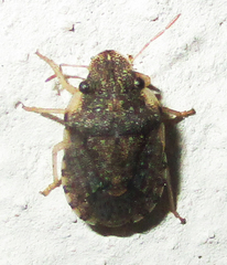 Sciocorini
