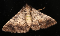 Aporoctena scierodes