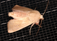 Leucania abdominalis