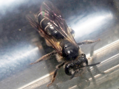 Andrena nitidiuscula