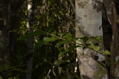 Melodinus australis