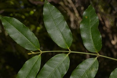Melodinus australis