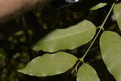 Melodinus australis