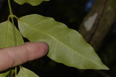 Melodinus australis