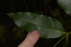 Melodinus australis