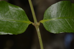 Melodinus australis
